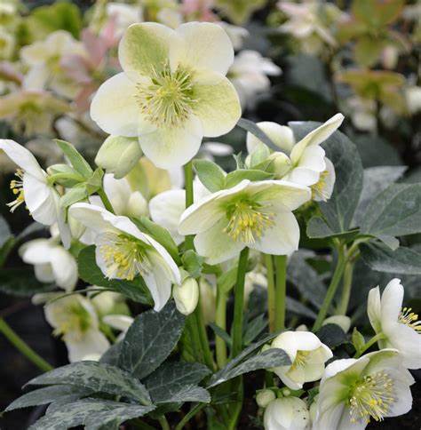 Helleborus niger Christmas Carol detta Rosa di Natale
