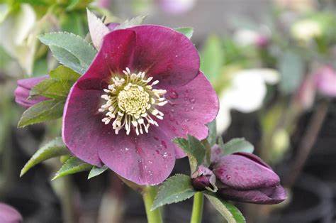 Helleborus orientalis 'Viv Victoria'