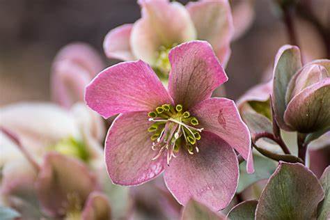Helleborus orientalis 'Viv Victoria'