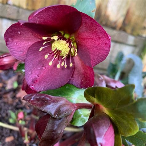 Helleborus orientalis 'Viv Victoria'