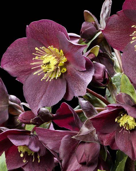 Helleborus orientalis 'Viv Victoria'