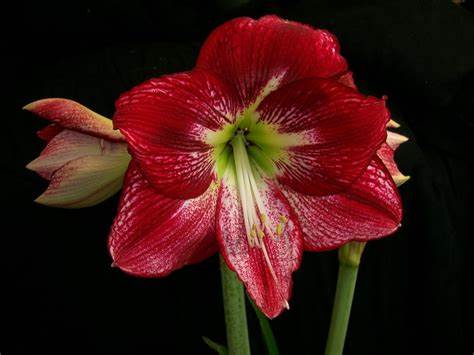 Hippeastrum bulbosa da interno