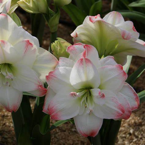 Hippeastrum bulbosa da interno