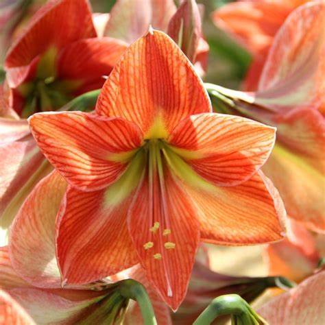 Hippeastrum bulbosa da interno