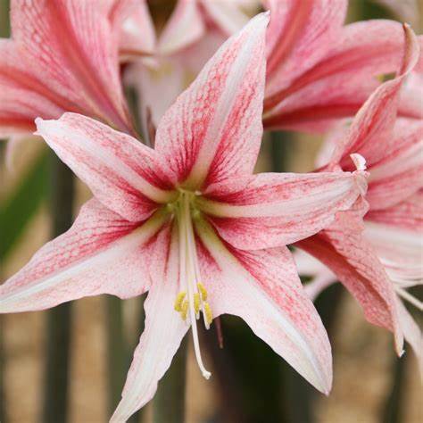 Hippeastrum bulbosa da interno