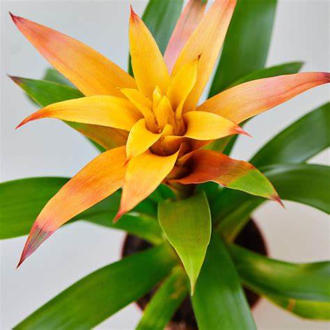 Bromelia guzmania  gemengo pianta d'appartamento ufficio