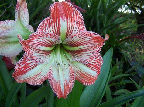Hippeastrum bulbosa da interno