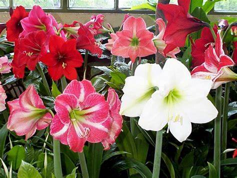 Hippeastrum bulbosa da interno