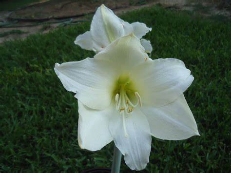 Hippeastrum bulbosa da interno