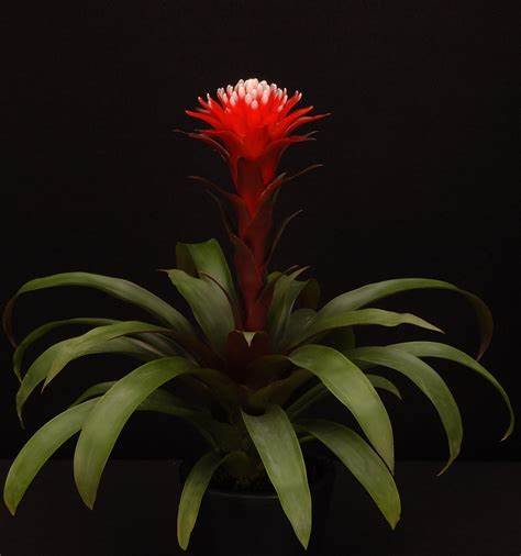 Bromelia Guzmania Hope