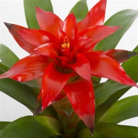 Guzmania DENISE