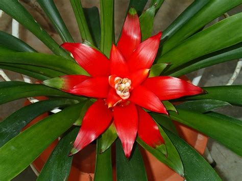 Guzmania DENISE