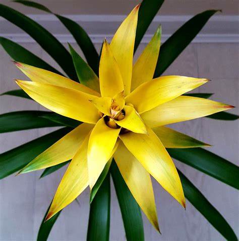 Bromelia guzmania  gemengo pianta d'appartamento ufficio