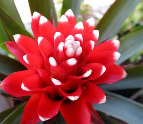 Bromelia Guzmania Hope