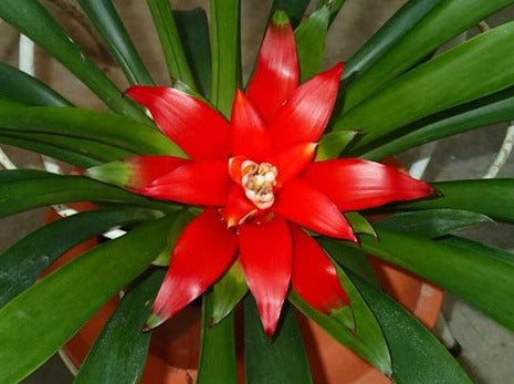 Bromelia guzmania  gemengo pianta d'appartamento ufficio