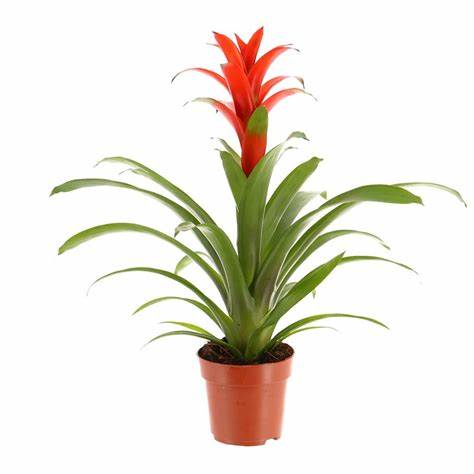 Bromelia guzmania  gemengo pianta d'appartamento ufficio