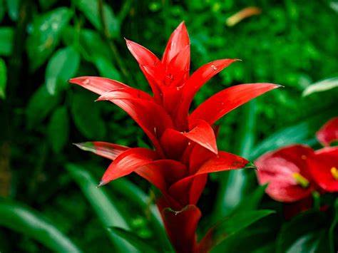 Bromelia guzmania  gemengo pianta d'appartamento ufficio