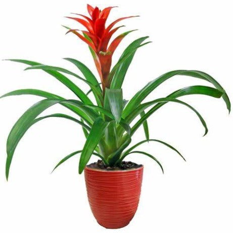 Bromelia guzmania  gemengo pianta d'appartamento ufficio
