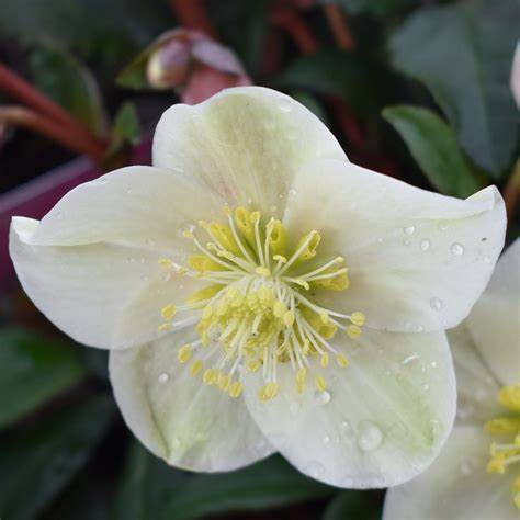 Helleborus niger Christmas Carol detta Rosa di Natale
