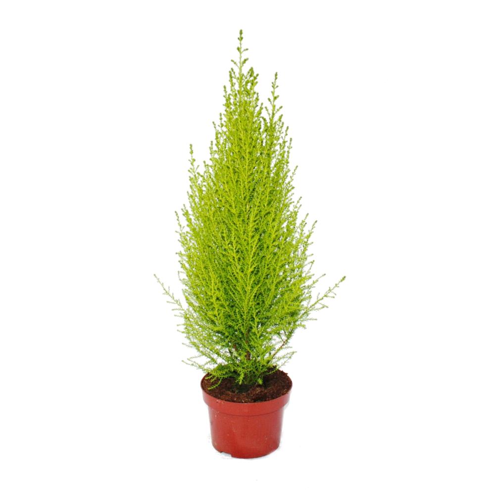 Cipresso - Cupressus Goldcrest Wilma